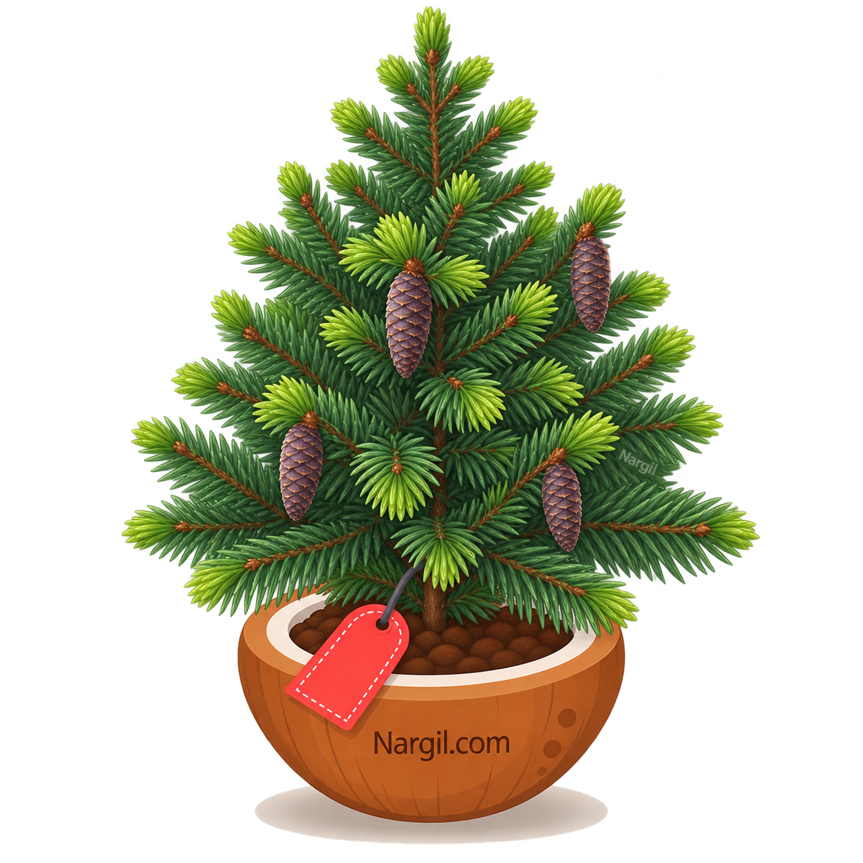 Nargil_Abies balsamea